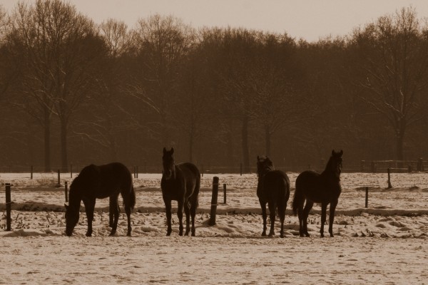 Buitenrijden op de Veluwezoom