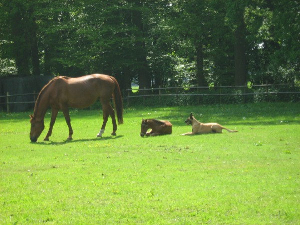 Paarden grazen en liggen in de groene wei tegen de bosrand