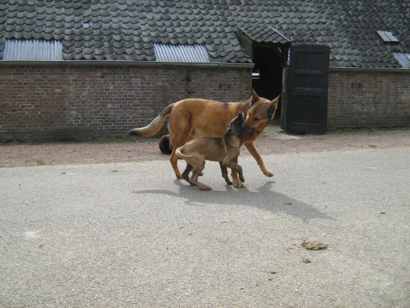 Onze waakhonden op het erf